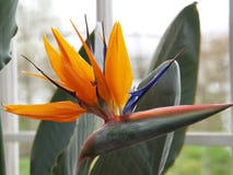 Strelitzia okwitnięcia zbliżenie obrazy royalty free Strelitzia okwitnięcia zbliżenie obrazy royalty free