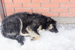 Streunender Hund friert im Winter in der Kälte ein lizenzfreies stockfoto Streunender Hund friert im Winter in der Kälte ein lizenzfreies stockfoto