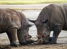 Stridighet för två noshörning med de kenya Chiang Mai _ arkivbild Stridighet för två noshörning med de kenya Chiang Mai _ arkivbild
