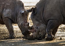 Stridighet för två noshörning med de kenya Chiang Mai _ arkivbild Stridighet för två noshörning med de kenya Chiang Mai _ arkivbild