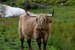 Cute long haired highland cow in Isle of Skye royalty free stock photos Cute long haired highland cow in Isle of Skye royalty free stock photos