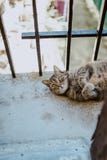 Strimmig kattkatt som vilar att ligga p? en balkong arkivfoton Strimmig kattkatt som vilar att ligga p? en balkong arkivfoton