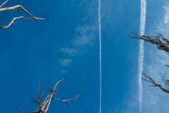 The strip from the flying aircraft. Dry branches of an old tree stock photography The strip from the flying aircraft. Dry branches of an old tree stock photography