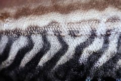 Striped coloring of skin mackerel fish close up.Texture of mackerel