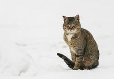 Striped domestic cat is walking on the street in winter snow royalty free stock images Striped domestic cat is walking on the street in winter snow royalty free stock images