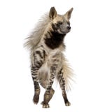 Striped Hyena - Hyaena hyaena