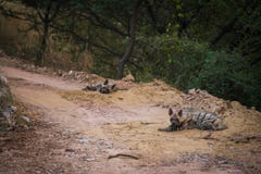 Striped hyena Hyaena hyaena pair closeup resting in a cool place and shade with green background royalty free stock photo Striped hyena Hyaena hyaena pair closeup resting in a cool place and shade with green background royalty free stock photo