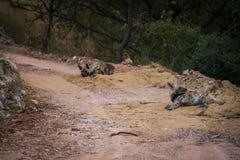 Striped hyena Hyaena hyaena pair closeup resting in a cool place and shade with green background royalty free stock image Striped hyena Hyaena hyaena pair closeup resting in a cool place and shade with green background royalty free stock image