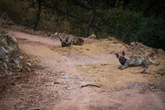 Striped hyena Hyaena hyaena pair closeup resting in a cool place and shade with green background stock photos Striped hyena Hyaena hyaena pair closeup resting in a cool place and shade with green background stock photos