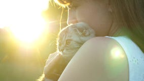 Striped lop-eared Scottish kitten in the hands of his beloved owner in the rays and glare of the sun. little pet. love