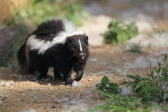 Striped skunk stock images Striped skunk stock images
