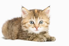 Striped котенок тщательно наблюдая глаза широко раскрывает Стоковое фото RF Striped котенок тщательно наблюдая глаза широко раскрывает Стоковое фото RF