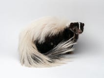 Striped скунс - mephitis Mephitis перед белой предпосылкой стоковая фотография rf Striped скунс - mephitis Mephitis перед белой предпосылкой стоковая фотография rf
