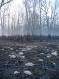Striscia della nebbia di mattina nella foresta scura nuda con la cenere immagini stock Striscia della nebbia di mattina nella foresta scura nuda con la cenere immagini stock