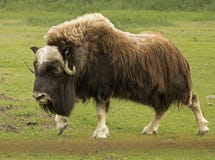 Strolling Musk Ox stock images Strolling Musk Ox stock images