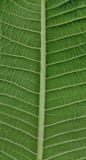 The stromata of a leaf and the leaf veins royalty free stock photo The stromata of a leaf and the leaf veins royalty free stock photo
