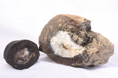 stromatolites fotografia stock stromatolites fotografia stock
