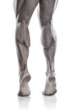 Strong Athletic Man Fitness Model Torso showing muscular legs stock photography Strong Athletic Man Fitness Model Torso showing muscular legs stock photography