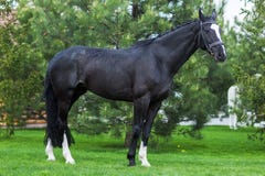Strong black stallion standing alone against greenery in the summer