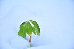 Strong Life in the snow Stock Photos Strong Life in the snow Stock Photos