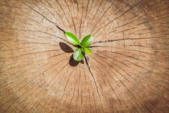 strong seedling growing in the center trunk tree as a Concept of support building a future.. (focus on new life ) royalty free stock images strong seedling growing in the center trunk tree as a Concept of support building a future.. (focus on new life ) royalty free stock images