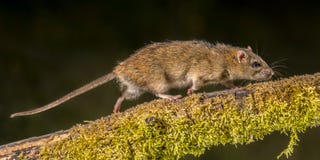 Strong Wild Brown rat at night