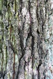 Structure of the bark of the old tree as a natural background. royalty free stock photos Structure of the bark of the old tree as a natural background. royalty free stock photos