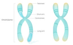 Structure of Chromosome in human body. royalty free illustration Structure of Chromosome in human body. royalty free illustration