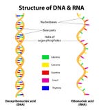 Structure DNA And RNA Molecule. Vector Stock Images