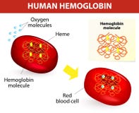 Structure of human hemoglobin vector illustration Structure of human hemoglobin vector illustration