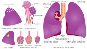 Structure of the human lungs