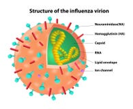 Structure of the influenza virion. Virus. Vector