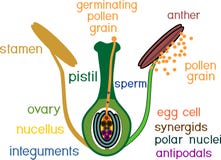Structure Of Pistil And Stamens In The Section At The Time Of Double Fertilization Stock Photo Structure Of Pistil And Stamens In The Section At The Time Of Double Fertilization Stock Photo