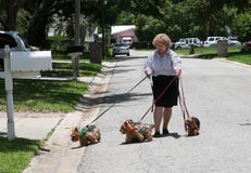 Struggling To Walk Yorkies Royalty Free Stock Image Struggling To Walk Yorkies Royalty Free Stock Image