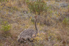 Struisvogelkuiken het verbergen in veldgrassen stock foto Struisvogelkuiken het verbergen in veldgrassen stock foto