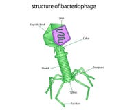 Struktur av bacteriophagen stock illustrationer Struktur av bacteriophagen stock illustrationer