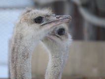 Strusia kierowniczy zakończenie Oczy i belfer zoo zdjęcie stock Strusia kierowniczy zakończenie Oczy i belfer zoo zdjęcie stock
