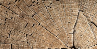 Struttura del ceppo di albero fotografie stock libere da diritti Struttura del ceppo di albero fotografie stock libere da diritti