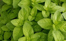 Struttura della menta verde Struttura della menta verde