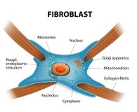 Struttura delle cellule del fibroblasto illustrazione vettoriale Struttura delle cellule del fibroblasto illustrazione vettoriale