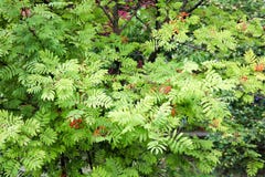 Struttura delle foglie scolpite verde della pianta del cespuglio di ashberry rosso con le bacche I cenni storici immagini stock Struttura delle foglie scolpite verde della pianta del cespuglio di ashberry rosso con le bacche I cenni storici immagini stock