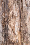 Struttura di vecchio legno stratificato e marcio, fondo astratto Fotografie Stock Libere da Diritti Struttura di vecchio legno stratificato e marcio, fondo astratto Fotografie Stock Libere da Diritti