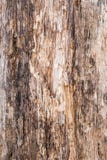 Struttura di vecchio legno stratificato e marcio, fondo astratto Fotografie Stock Struttura di vecchio legno stratificato e marcio, fondo astratto Fotografie Stock