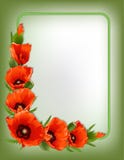 Struttura floreale dei papaveri rossi, vettore Fotografia Stock Struttura floreale dei papaveri rossi, vettore Fotografia Stock