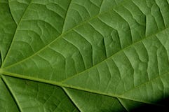 Struttura verde frondosa delle foglie verdi immagini stock Struttura verde frondosa delle foglie verdi immagini stock