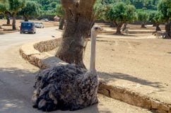Struzzo nello zoo Italia di safari di apulia di Fasano fotografia stock Struzzo nello zoo Italia di safari di apulia di Fasano fotografia stock