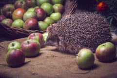 Strzelać jeża przy nocą obraz stock Strzelać jeża przy nocą obraz stock