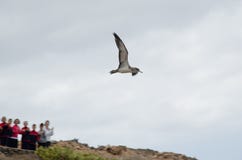 Students in the releasing of a cory`s shearwater. stock images Students in the releasing of a cory`s shearwater. stock images
