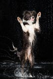 Studio d'Aqua, border collie sur le fond foncé avec la pluie photos stock Studio d'Aqua, border collie sur le fond foncé avec la pluie photos stock