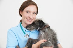 Studio Portrait Of Female Veterinary Surgeon Holding Lurcher Dog royalty free stock photos Studio Portrait Of Female Veterinary Surgeon Holding Lurcher Dog royalty free stock photos